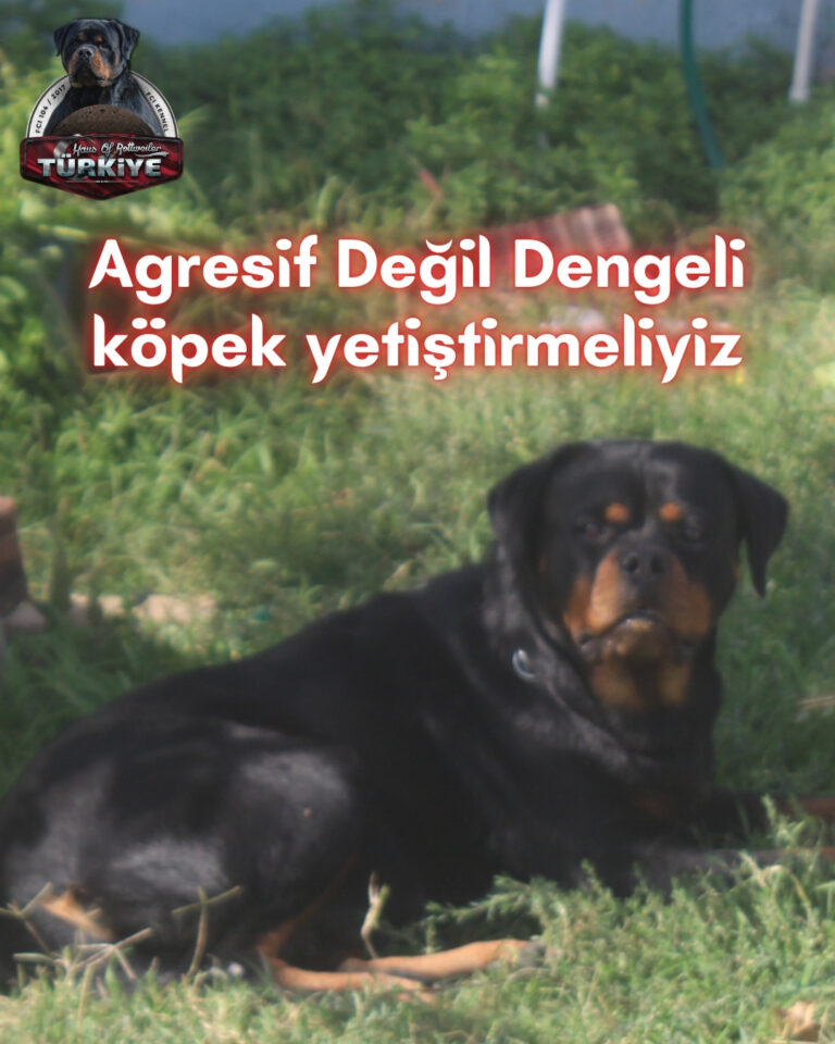 Saldırgan değil dengeli köpek beslemek gerekiyor